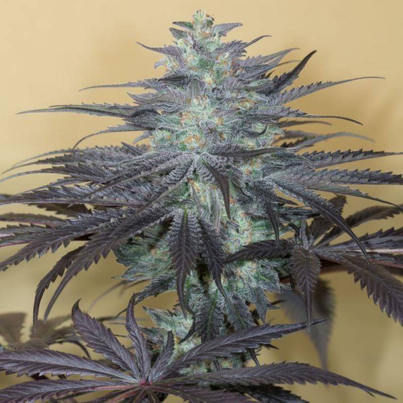 Bubba kush auto humboldt seed Bubba kush auto humboldt seed
