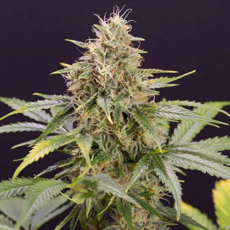 Chocolate Mint OG - Autofloraison - Humboldt Seed