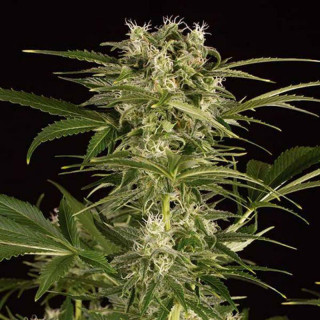Lemon Juice Express - Autofloraison - Humboldt Seed