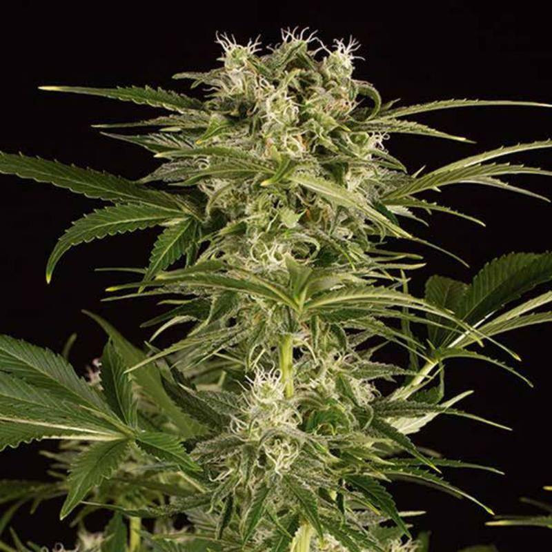 Lemon Juice Express - Autofloraison - Humboldt Seed