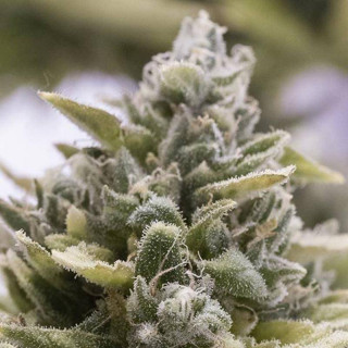 OG Kush - Autofloraison - Humboldt Seed