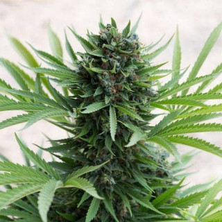 Sour Diesel - Autofloraison - Humboldt Seed