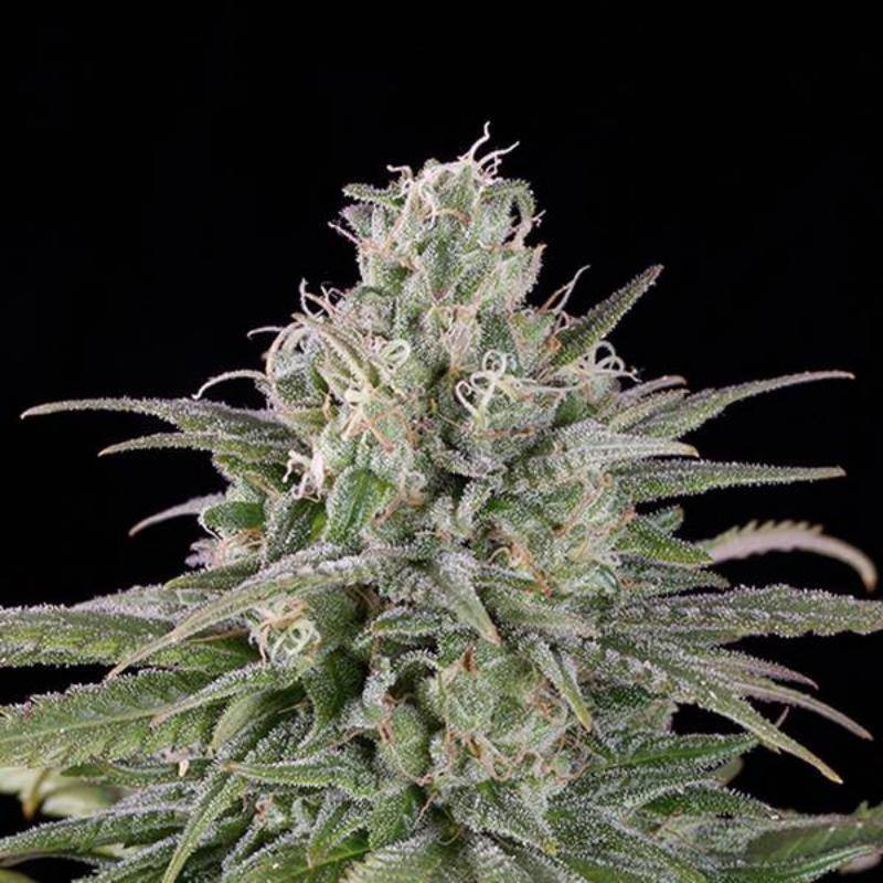 UK cheese auto humboldt seed UK cheese auto humboldt seed