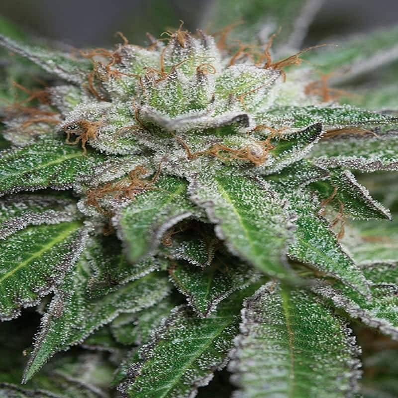 Bubba kush Reg humboldt seeds Bubba kush Reg humboldt seeds