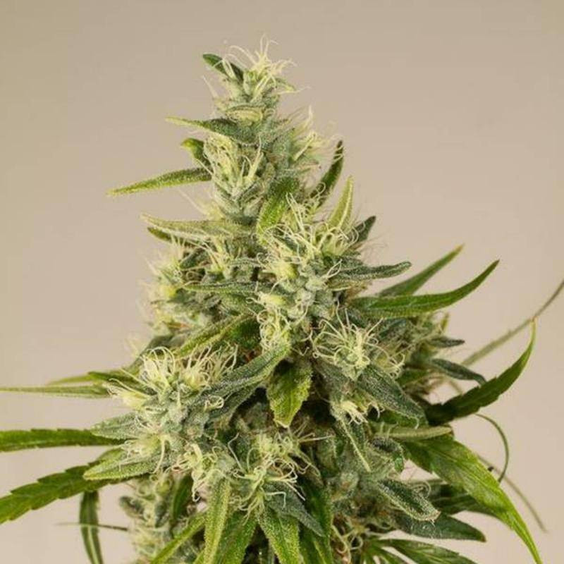 Trainwreck - Régulières - Humboldt Seeds
