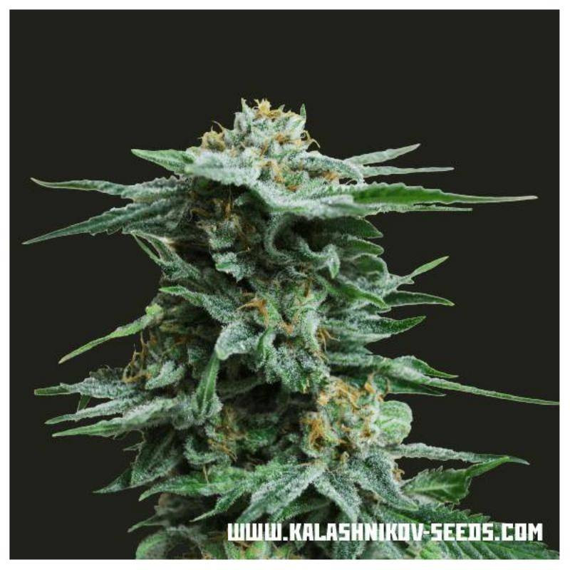 Ak kush kalashnikov seeds Ak kush kalashnikov seeds