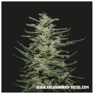 Amnesia Molotov - Kalashnikov Seeds Graines de Collection