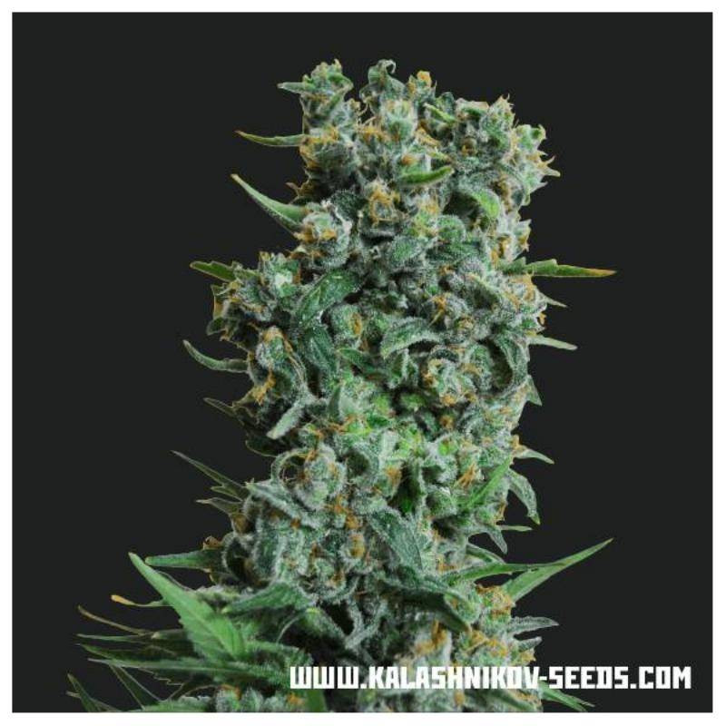 Kalashnikov original kalashnikov seeds Kalashnikov original kalashnikov seeds