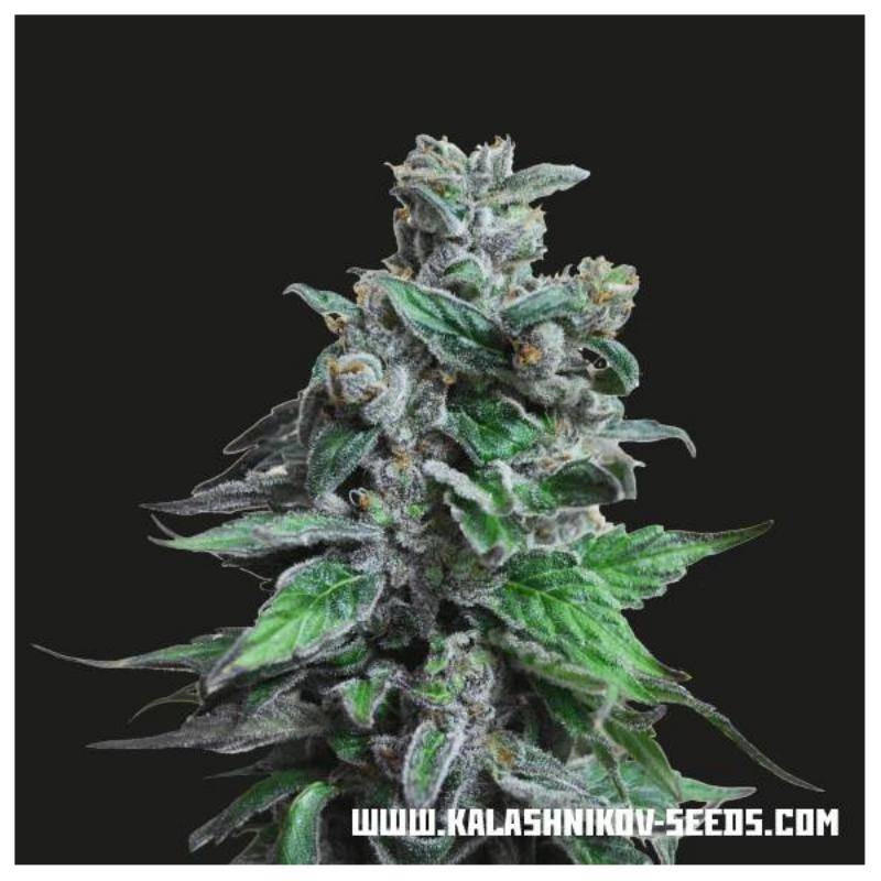 Moscow blueberry kalashnikov seeds Moscow blueberry kalashnikov seeds