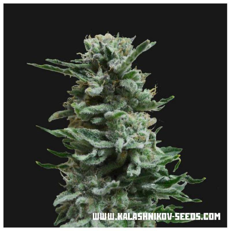 Ak skunk auto kalashnikov seeds Ak skunk auto kalashnikov seeds
