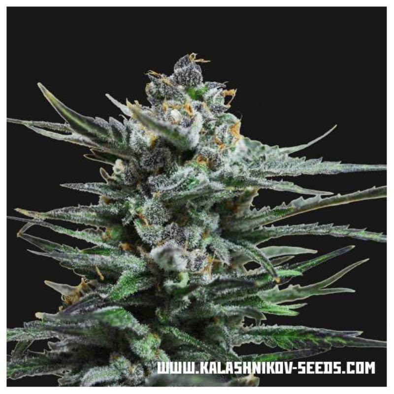 Blue acid auto kalashnikov seeds Blue acid auto kalashnikov seeds