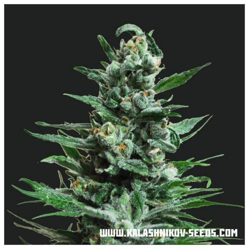 Moscow blueberry auto kalashnikov seeds Moscow blueberry auto kalashnikov seeds