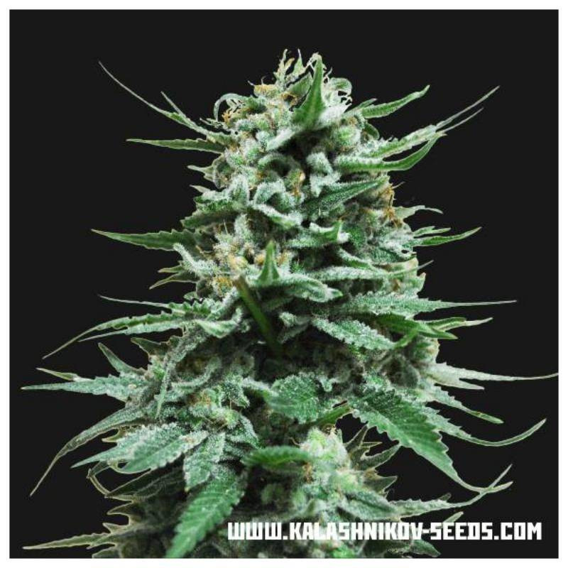 Northern russian auto kalashnikov seeds Northern russian auto kalashnikov seeds