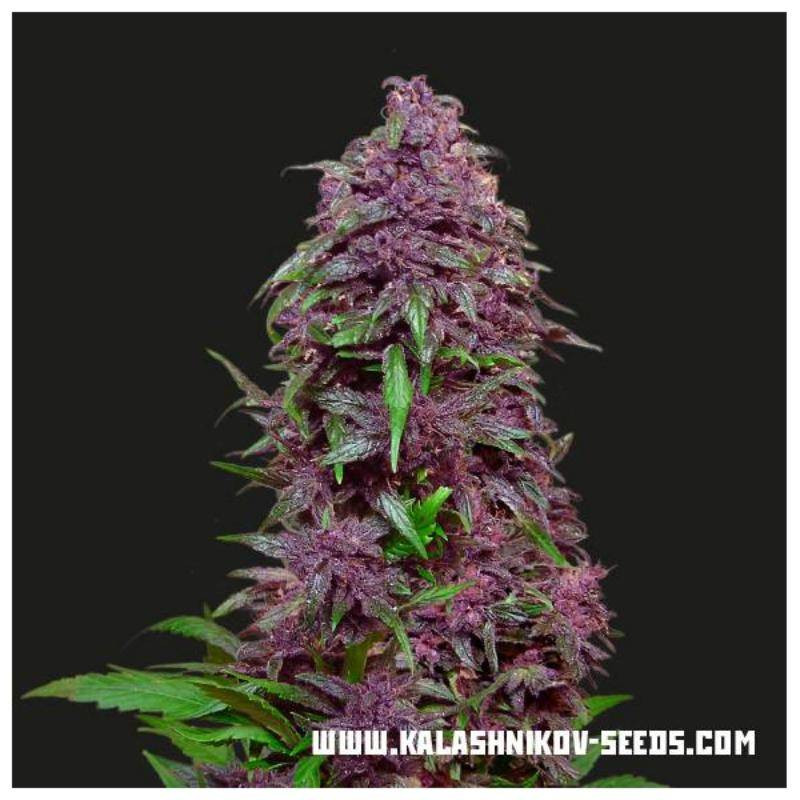 Purple mazar auto kalashnikov seeds Purple mazar auto kalashnikov seeds