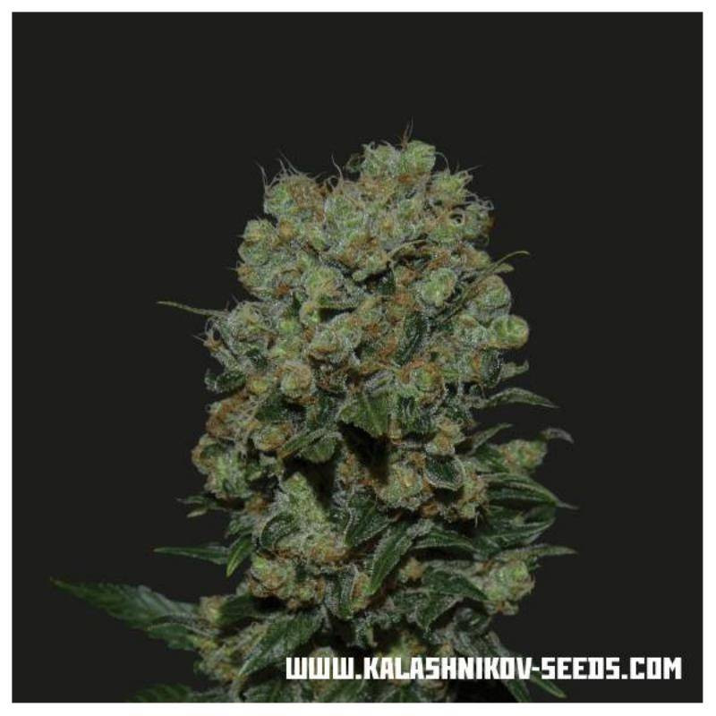 Kalashnikov express kalashnikov seeds Kalashnikov express kalashnikov seeds