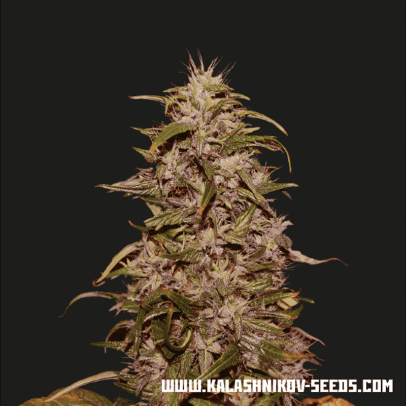 Big altai sativa express kalashnikov seeds Big altai sativa express kalashnikov seeds