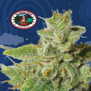 Cherry moon pie big buddha seeds - féminisée