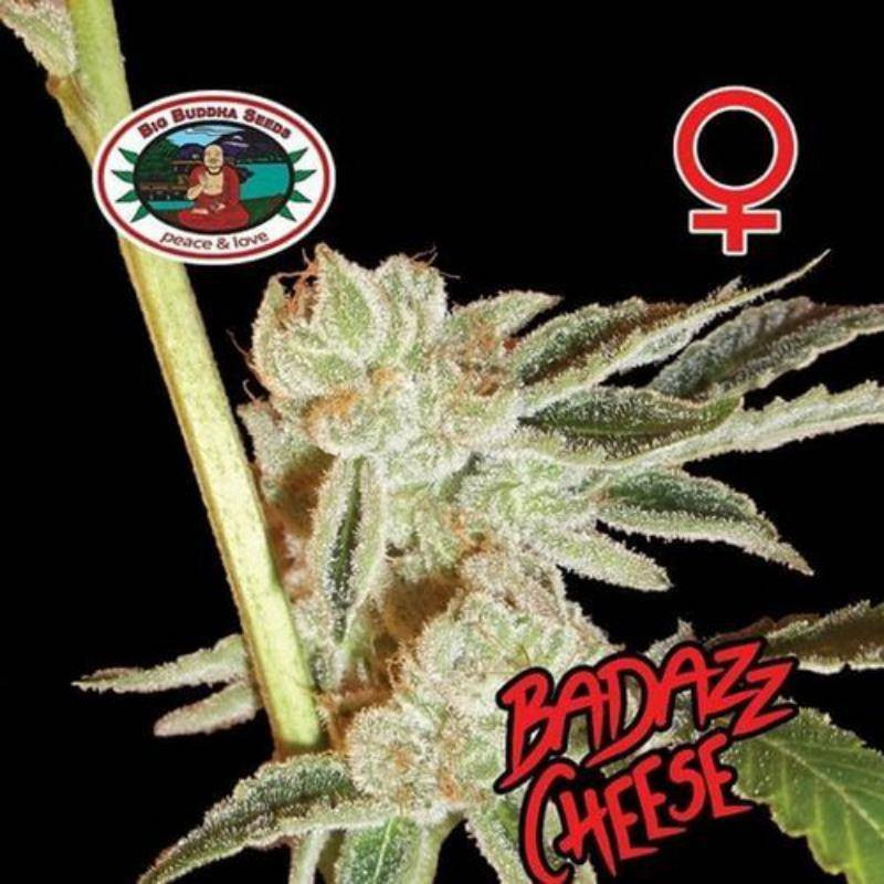 Badazz cheese big buddha seeds - féminisée