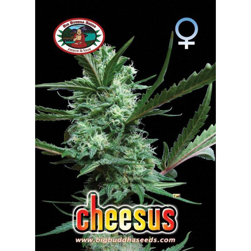 Cheesus big buddha seeds - féminisée