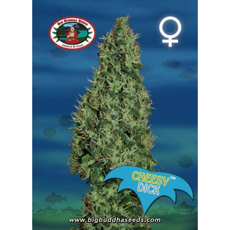 Cheesy dick big buddha seeds - féminisée