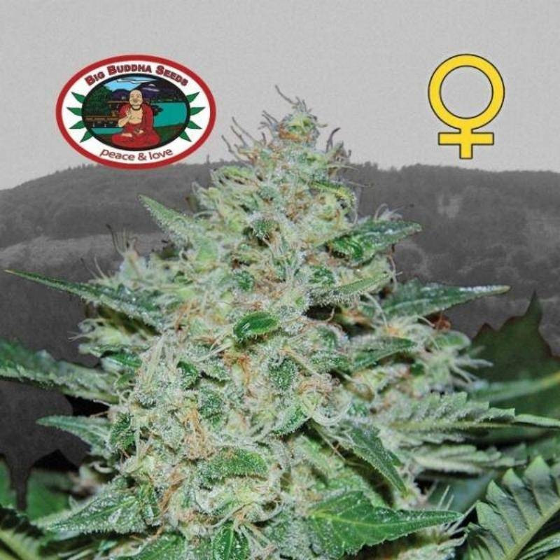 Freeze cheese 89 big buddha seeds - féminisée