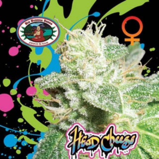 Head cheese big buddha seeds - féminisée