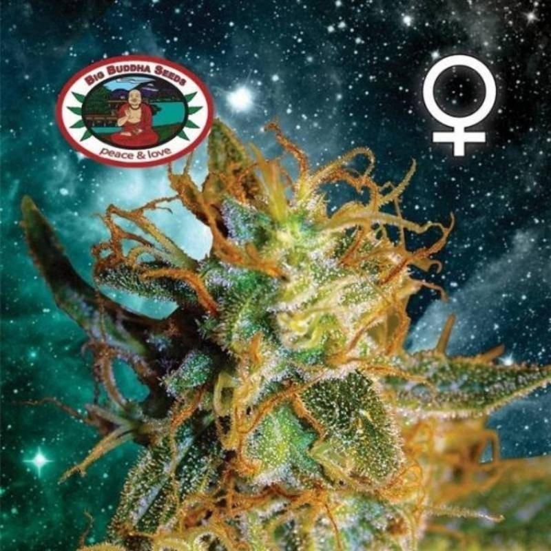 Silver cheese big buddha seeds - féminisée