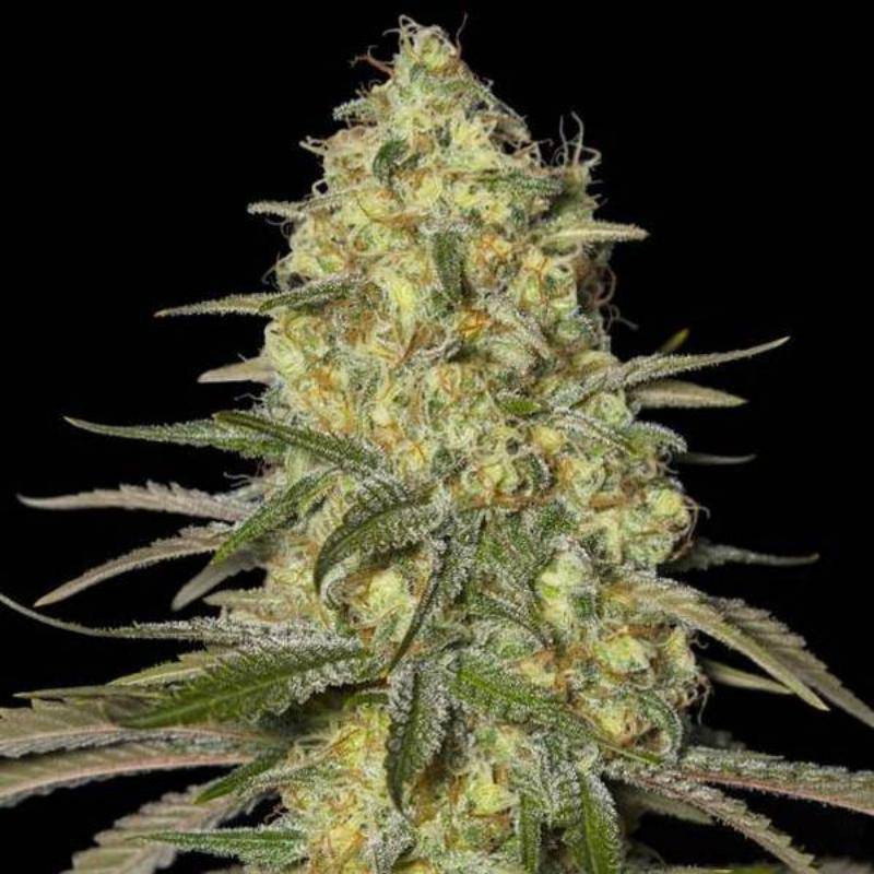Black dream eva seeds - féminisée Black dream eva seeds - féminisée