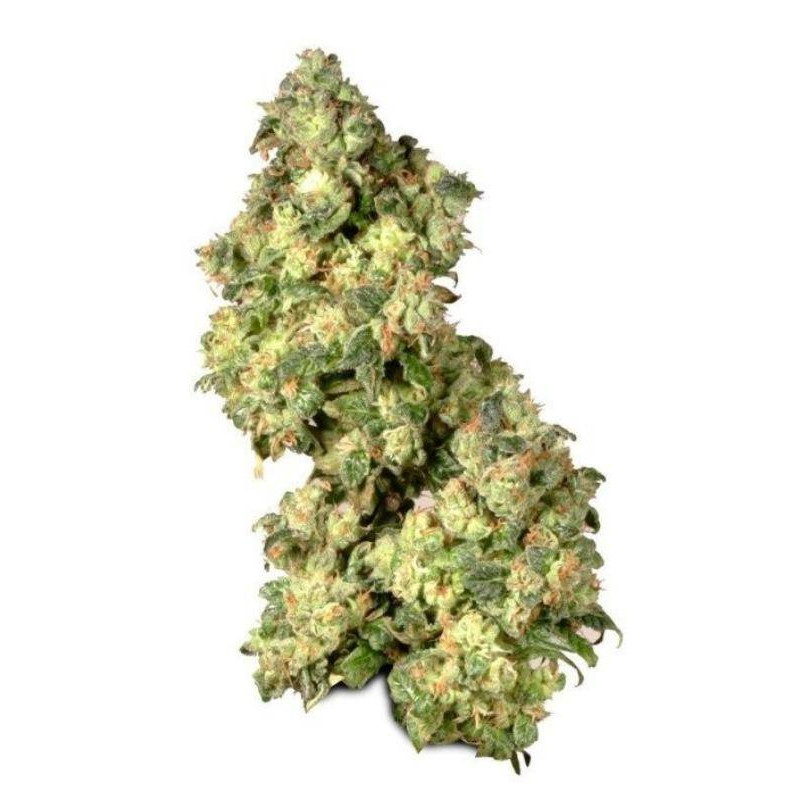 Ultra skunk dutch passion - féminisée Ultra skunk dutch passion - féminisée