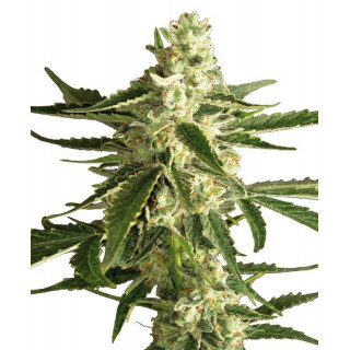 White Diesel Haze - Autofloraison - Sensi Seeds White Label