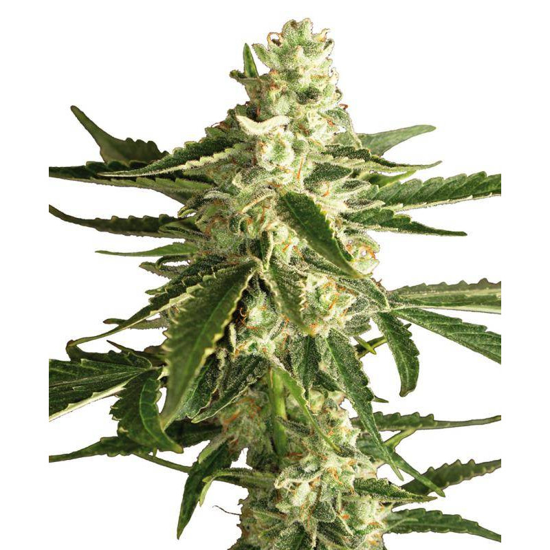 White Diesel Haze - Autofloraison - Sensi Seeds White Label