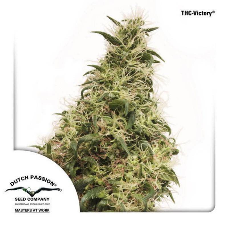 THC victory dutch passion feminisee THC victory dutch passion feminisee
