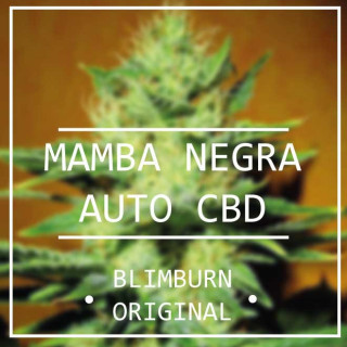 Mamba negra CBD  - Auto Florasion - Blimburn Seeds