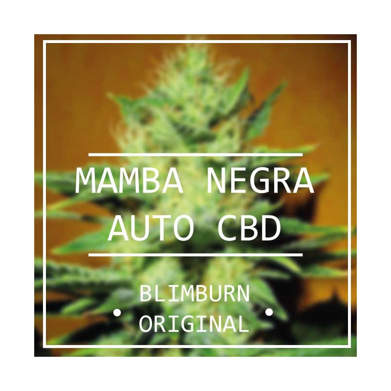 Mamba negra auto CBD - blimburn seeds Mamba negra auto CBD - blimburn seeds