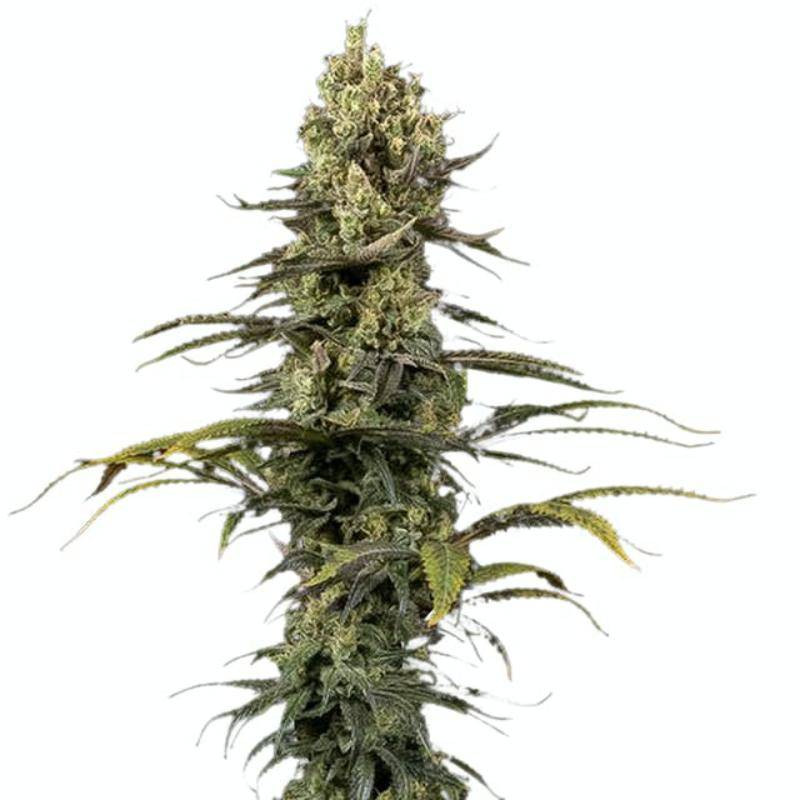 Early Amnesia CBD - Dinafem Seeds