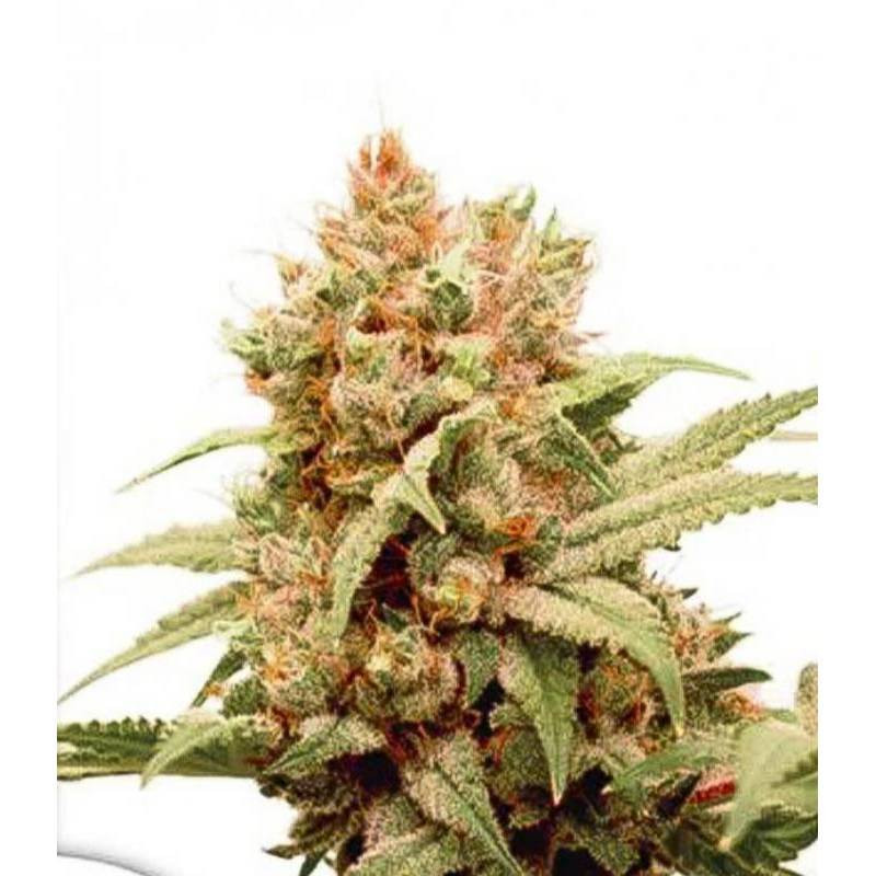 CBG-Force dutch passion feminisee CBG-Force dutch passion feminisee