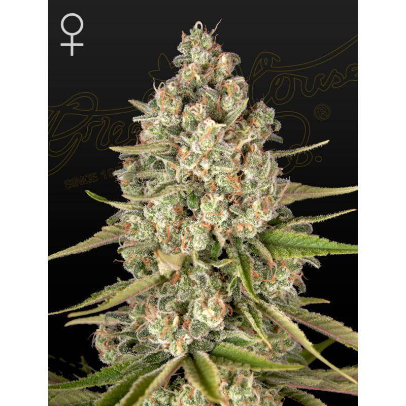 Lost pearl green house seeds feminisee Lost pearl green house seeds feminisee