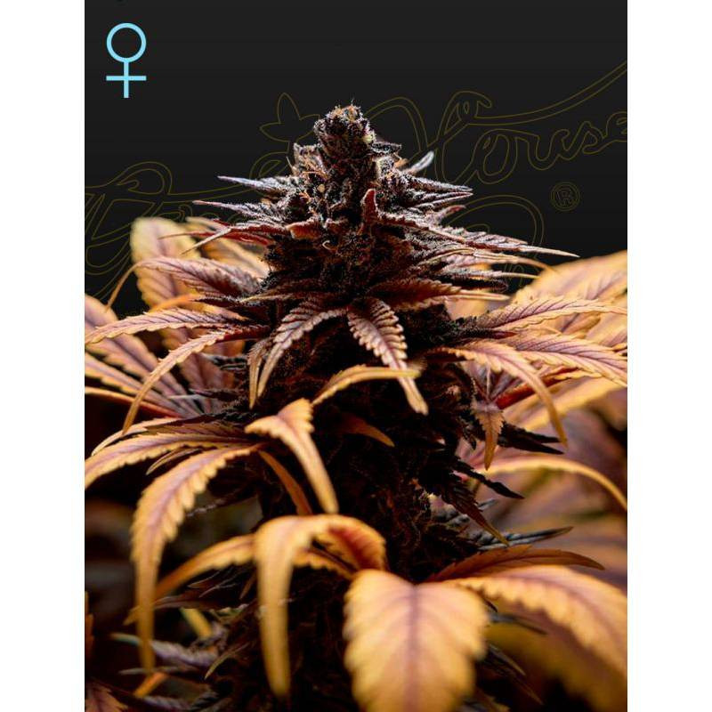 Deep candy green house seeds feminisee Deep candy green house seeds feminisee