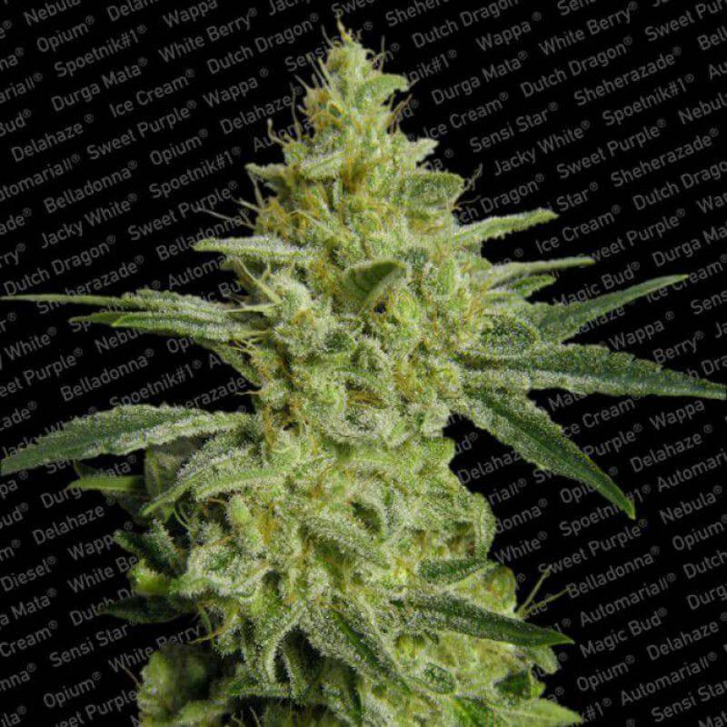 Allkush paradise seeds feminisee Allkush paradise seeds feminisee