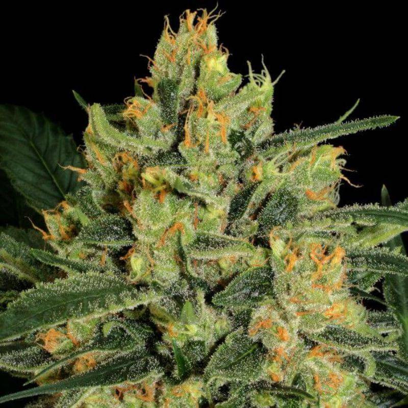 Durga mata II CBD paradise seeds feminisee Durga mata II CBD paradise seeds feminisee