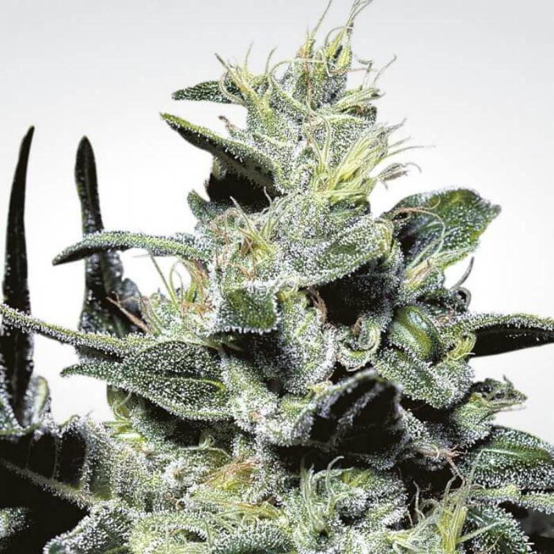 Nebula paradise seeds feminisee Nebula paradise seeds feminisee
