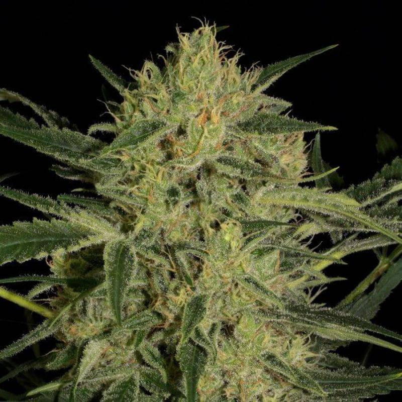 Nebula II CBD paradise seeds feminisee Nebula II CBD paradise seeds feminisee