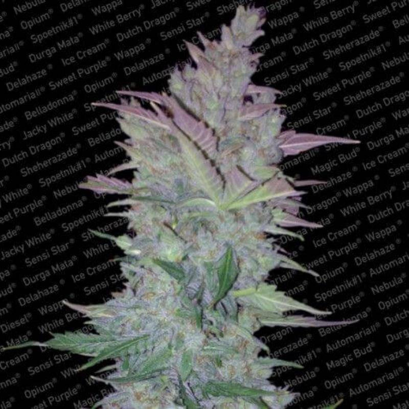 Vertigo paradise seeds feminisee Vertigo paradise seeds feminisee