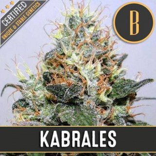 Kabrales - Féminisée - Blimburn Seeds