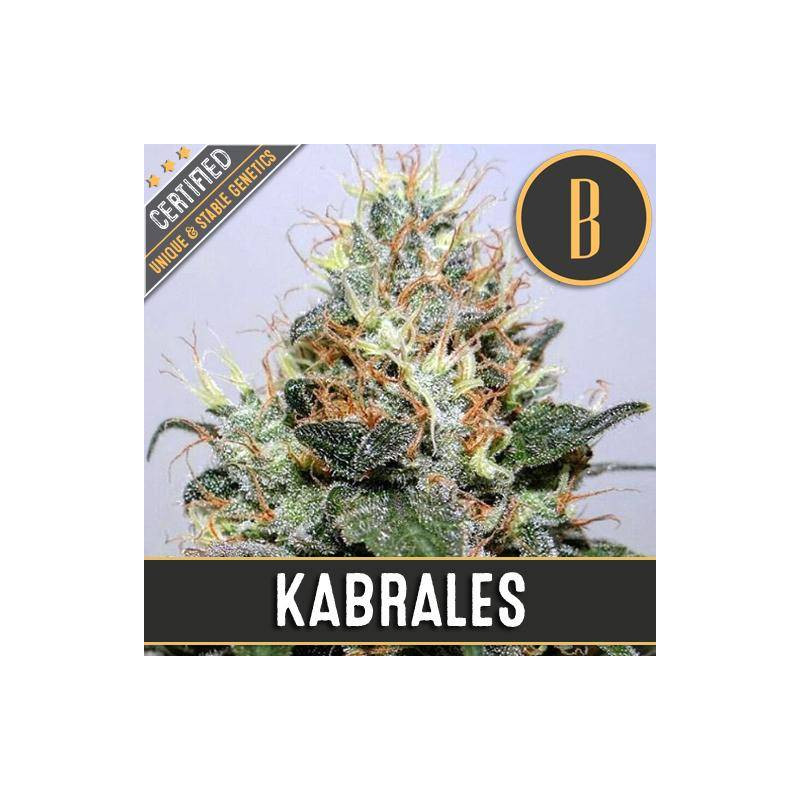 Kabrales - Féminisée - Blimburn Seeds