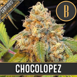 Chocolopez - Féminisée - Blimburn Seeds