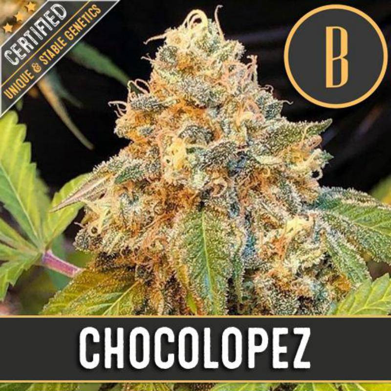 Chocolopez - Féminisée - Blimburn Seeds