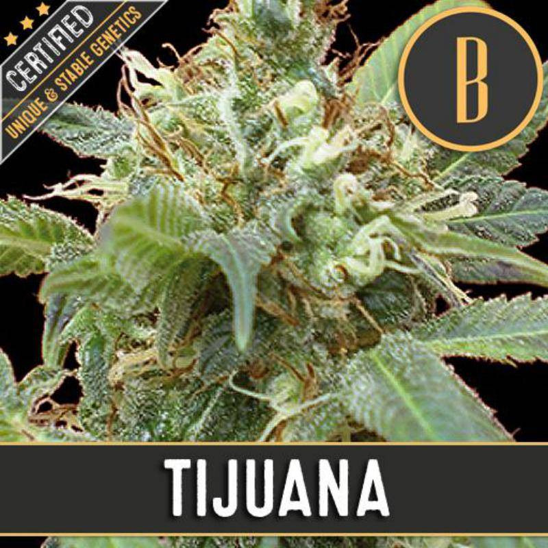 Tijuana blimburn seeds féminisée Tijuana blimburn seeds féminisée