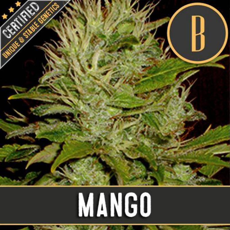 Mango Blimburn - Féminisée - Seeds