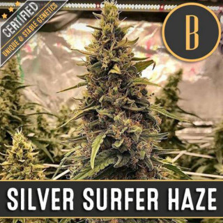 Silver Surfer Haze - Blimburn - Seeds